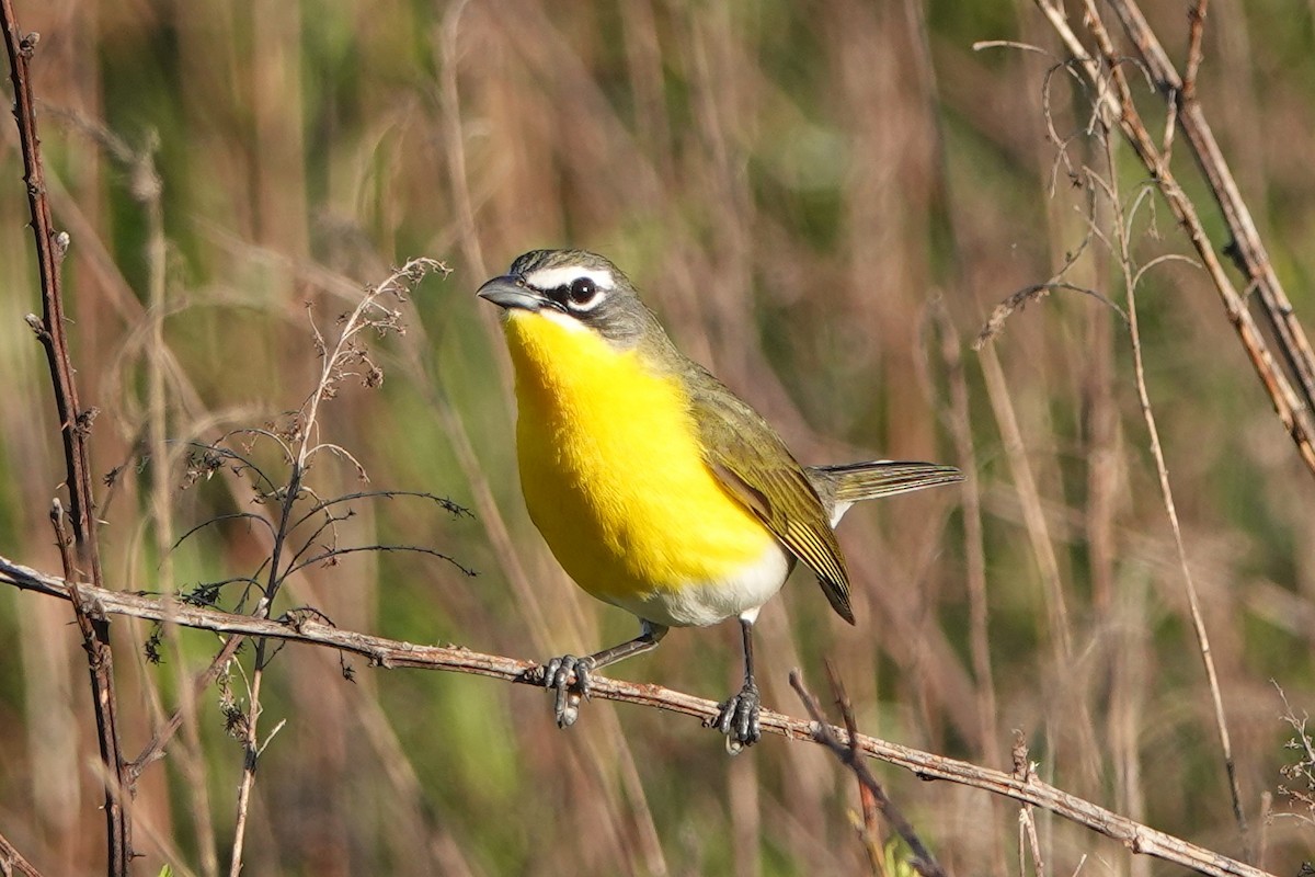 Yellow-breasted Chat - Lisa Todd