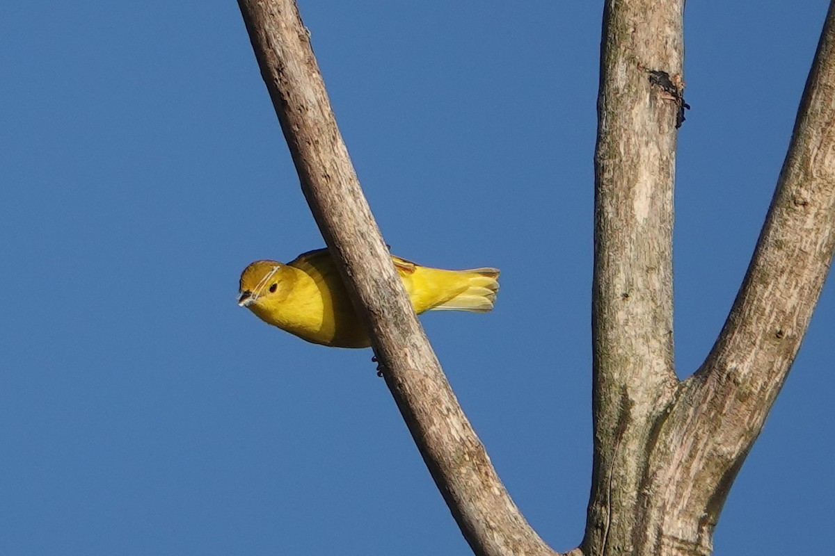 Yellow Warbler - Lisa Todd