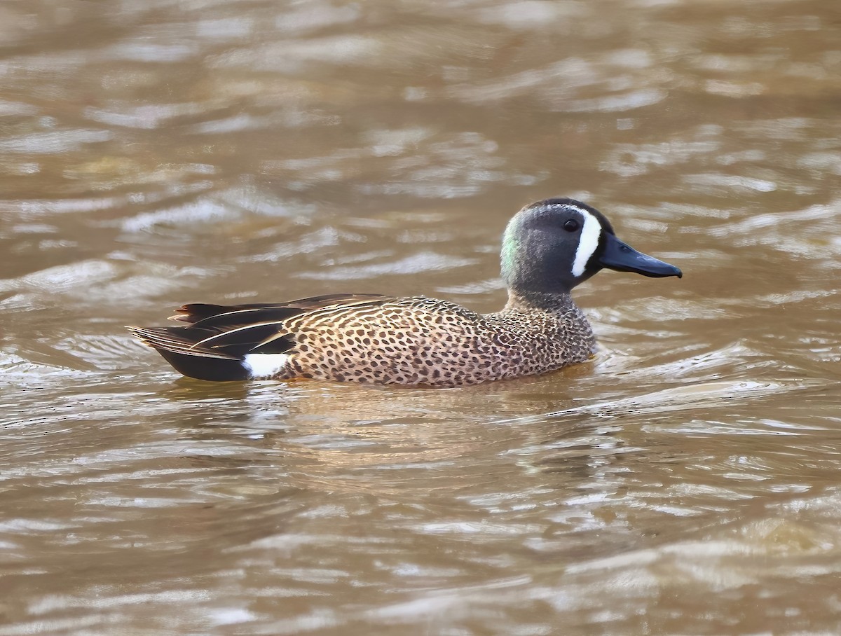 Blue-winged Teal - Eric Patry