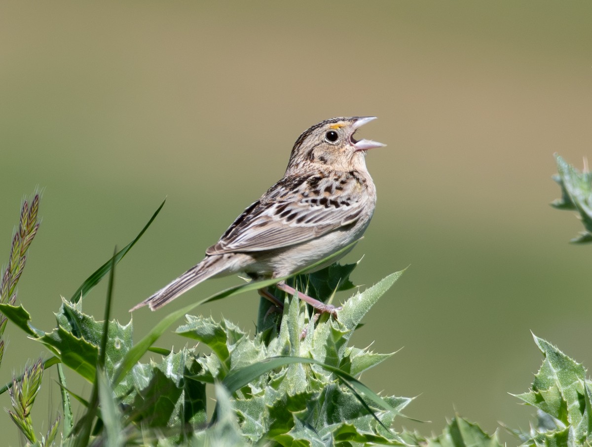 Grasshopper Sparrow - ML618246627