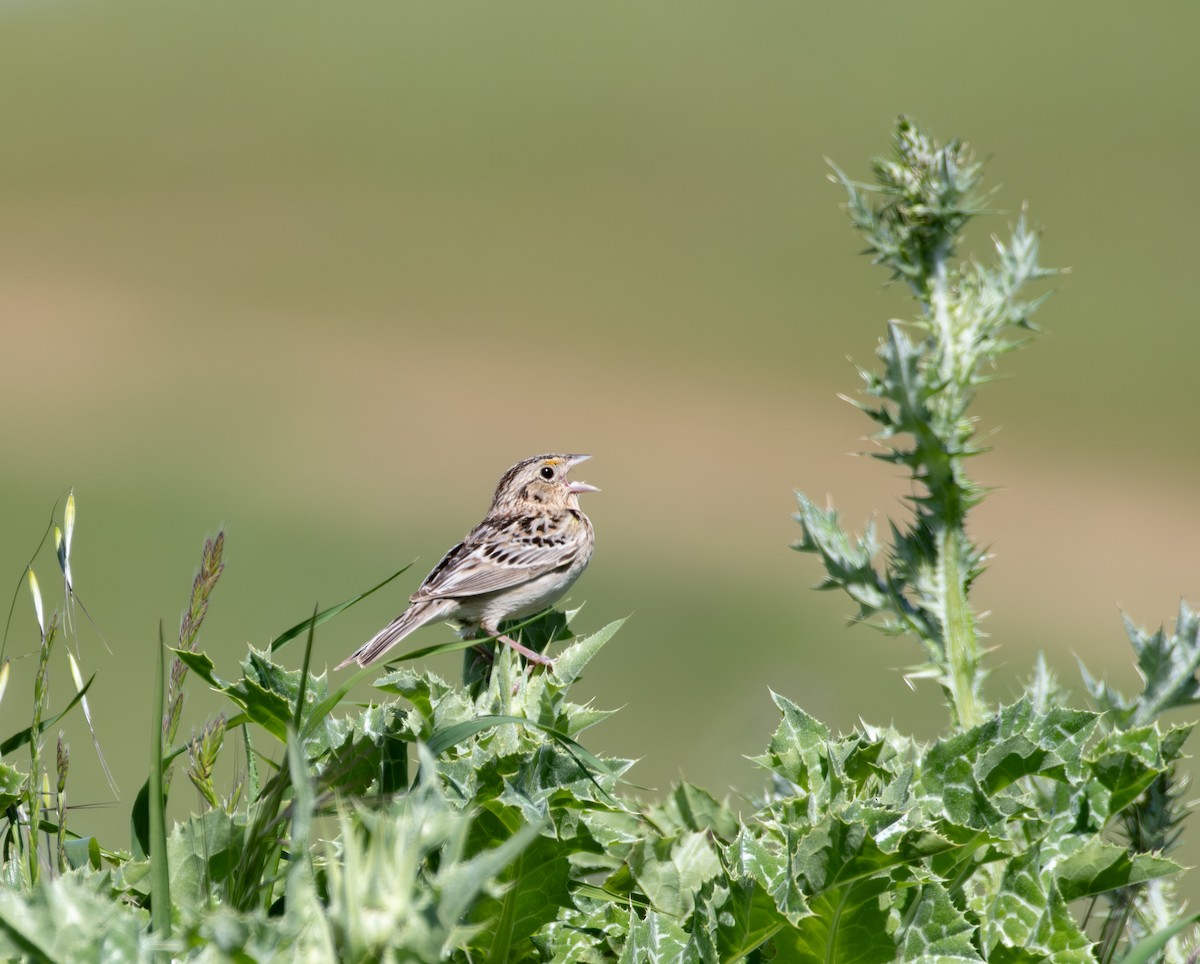 Grasshopper Sparrow - ML618246628