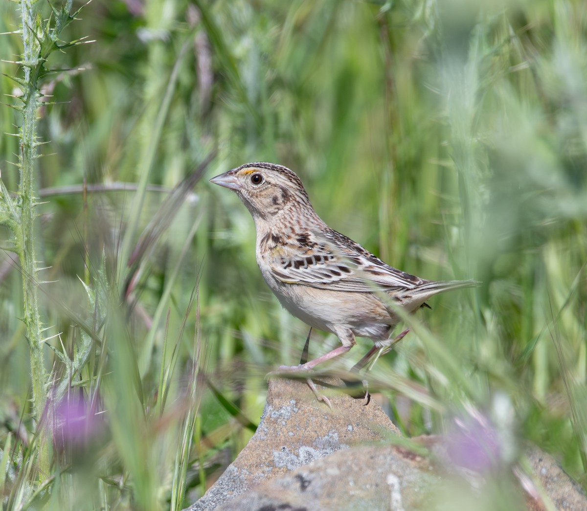 Grasshopper Sparrow - ML618246629