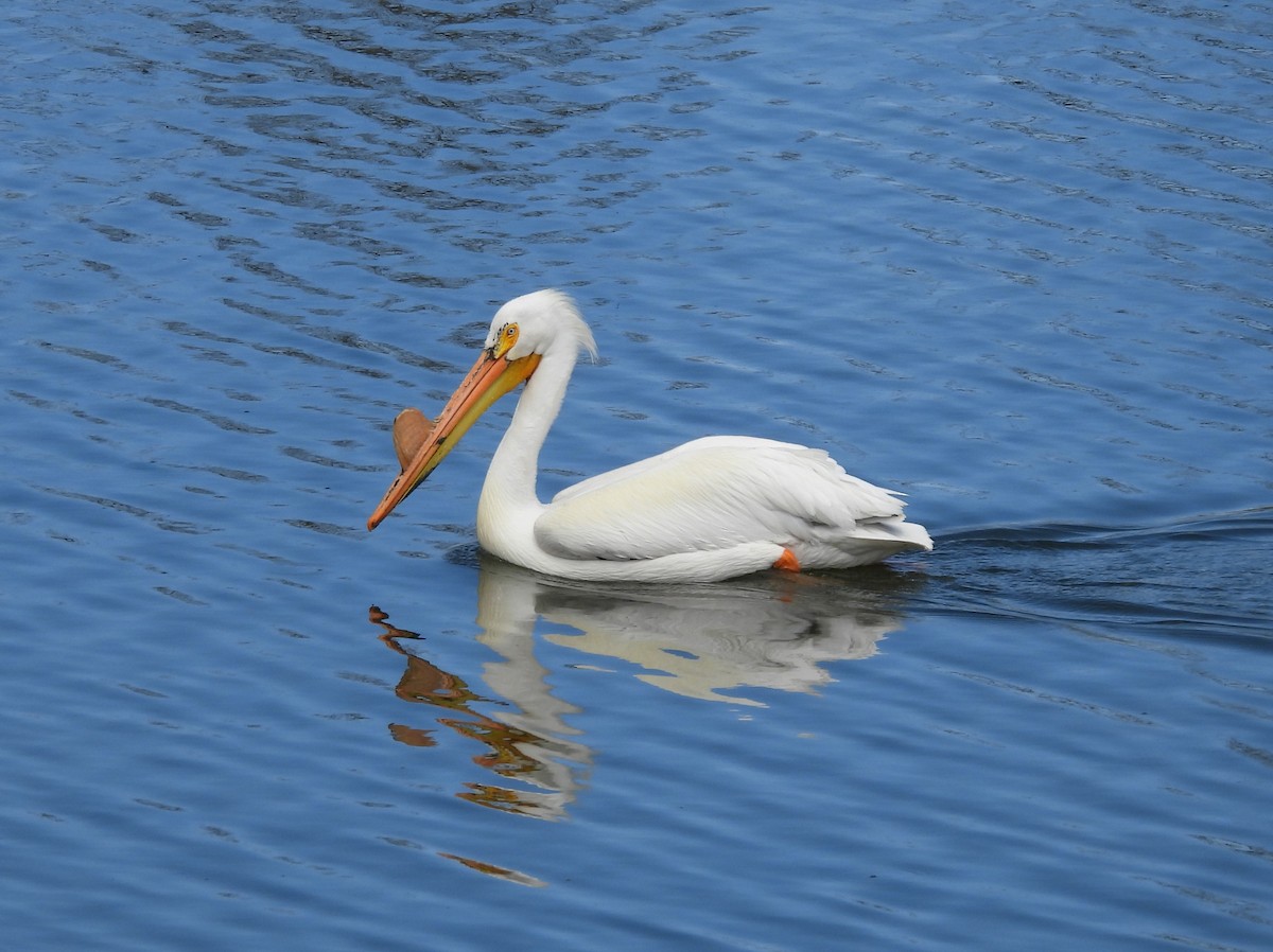 American White Pelican - Joy Lake