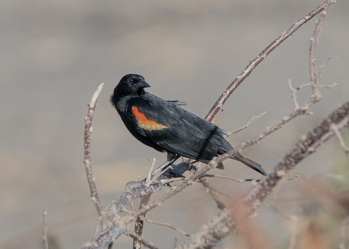 Red-winged Blackbird - Guillermo  Saborío Vega