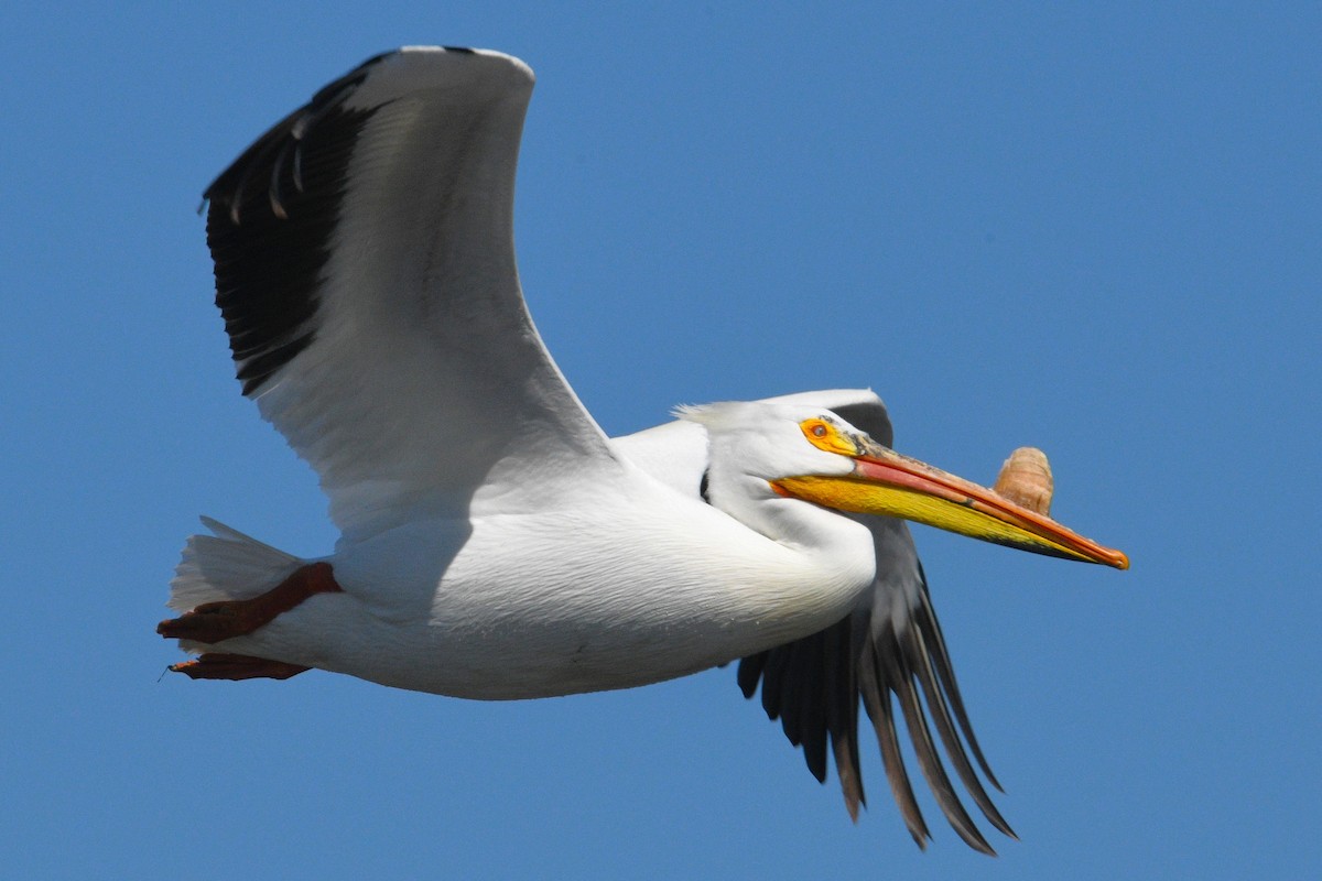 American White Pelican - ML618246650
