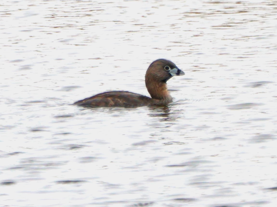Pied-billed Grebe - Eric Patry