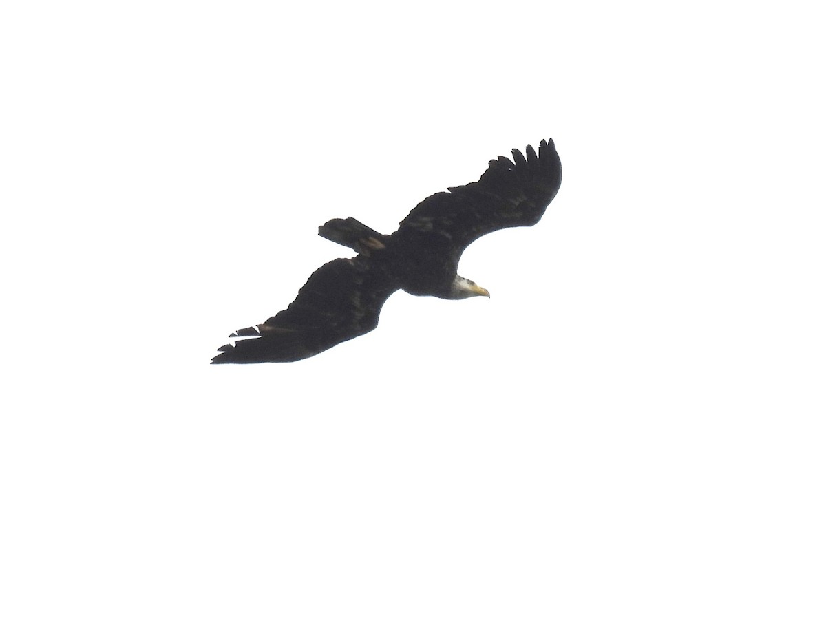 Bald Eagle - ML618246659