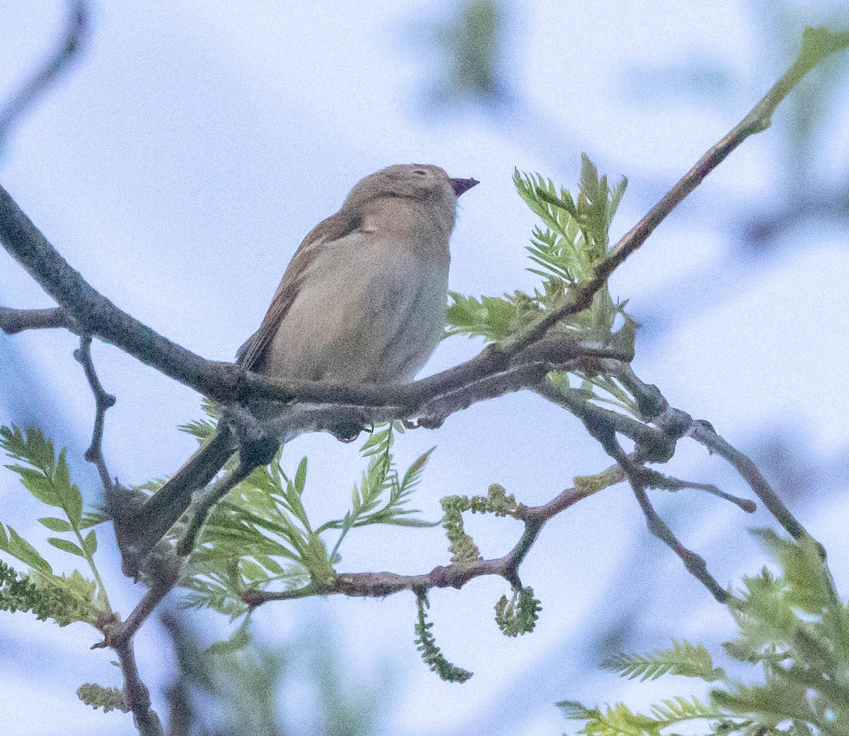 Field Sparrow - Chris George