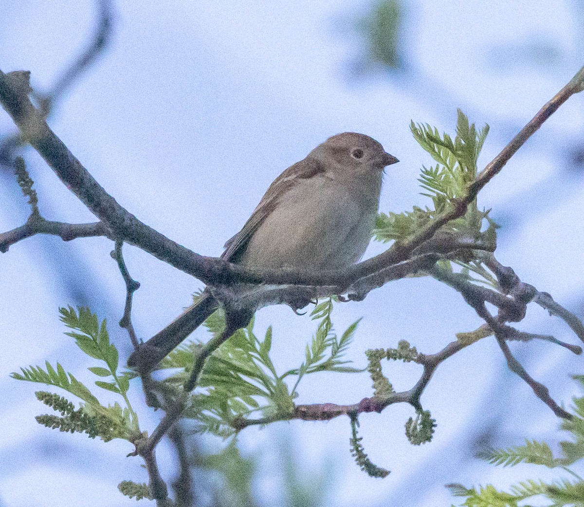Field Sparrow - ML618246677