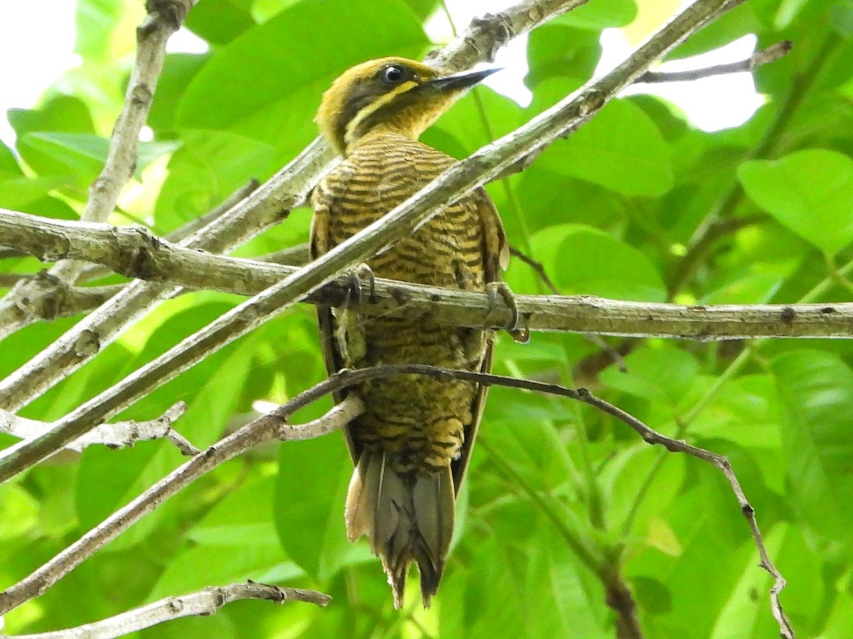 Golden-green Woodpecker - ML618246678