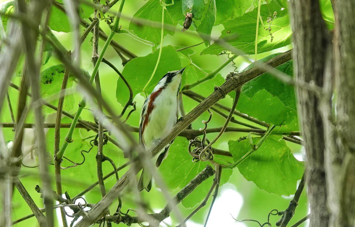 Chestnut-sided Warbler - Pam Vercellone-Smith