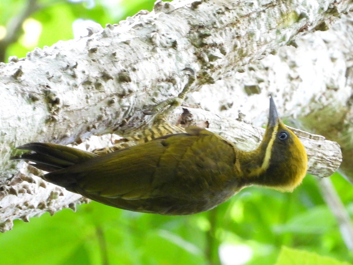 Golden-green Woodpecker - ML618246695