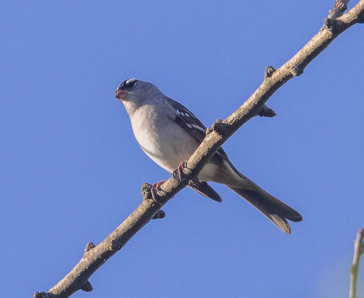 White-crowned Sparrow - Chris George
