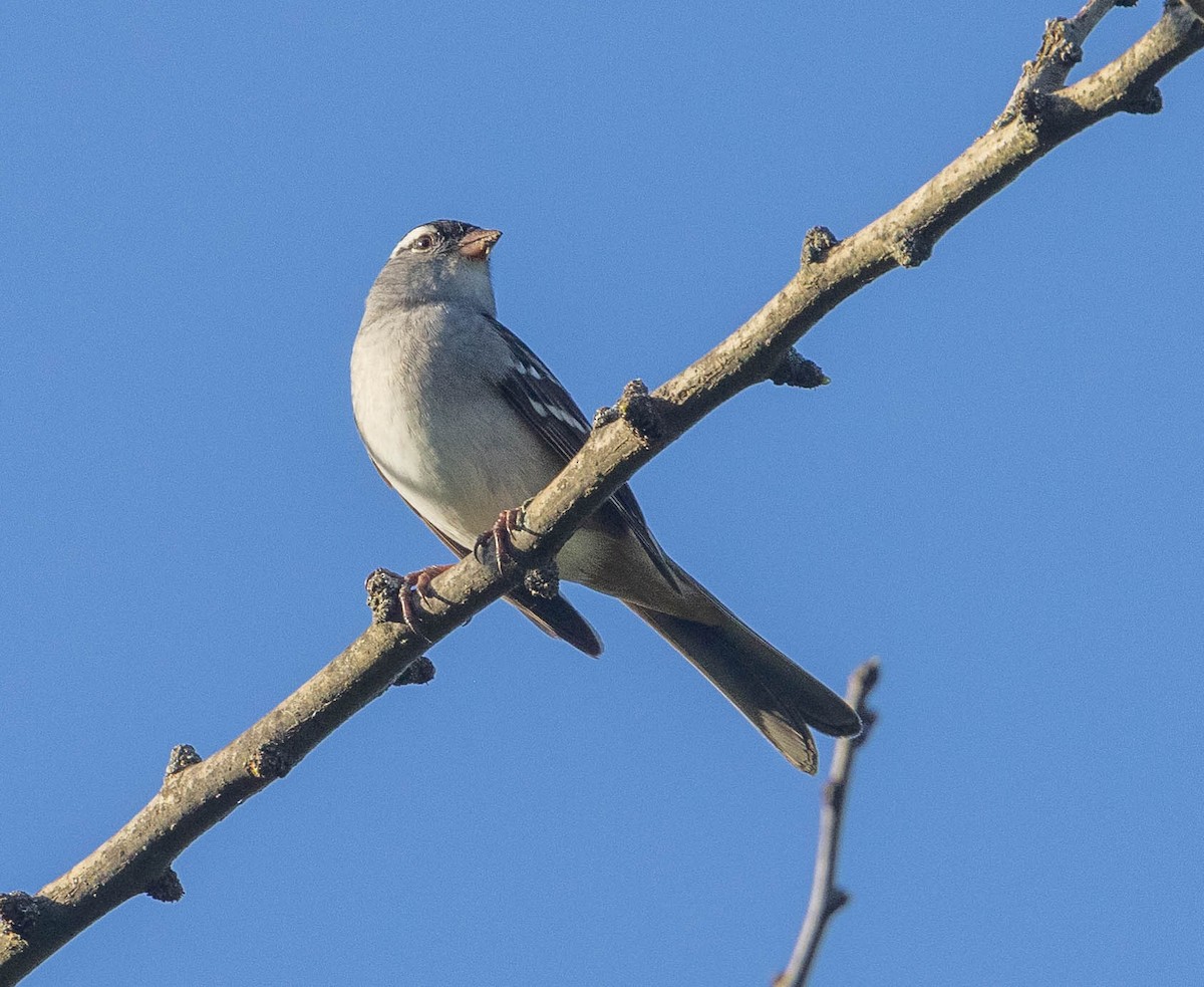 White-crowned Sparrow - Chris George