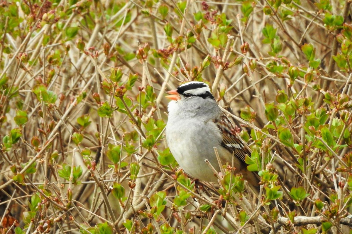 White-crowned Sparrow - Eileen Worman