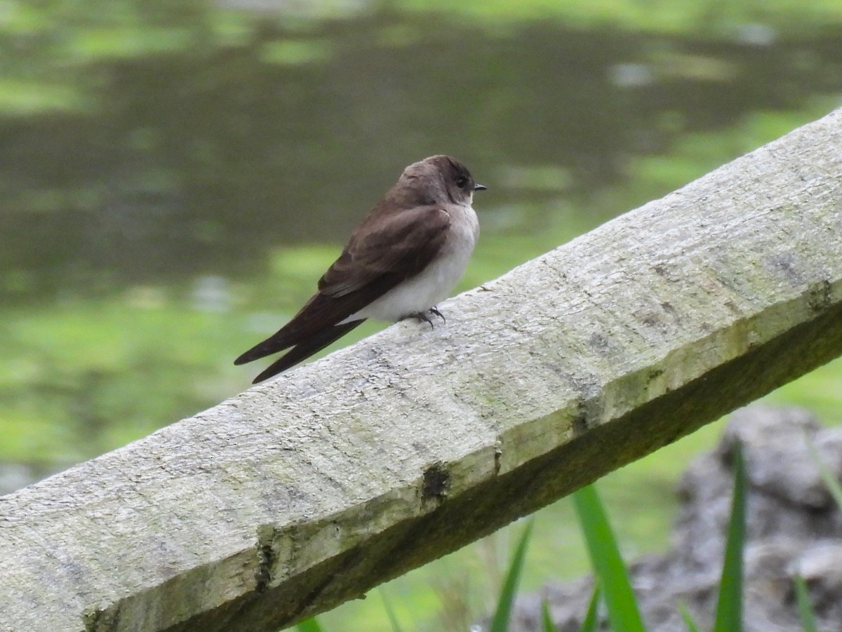 Northern Rough-winged Swallow - ML618246739