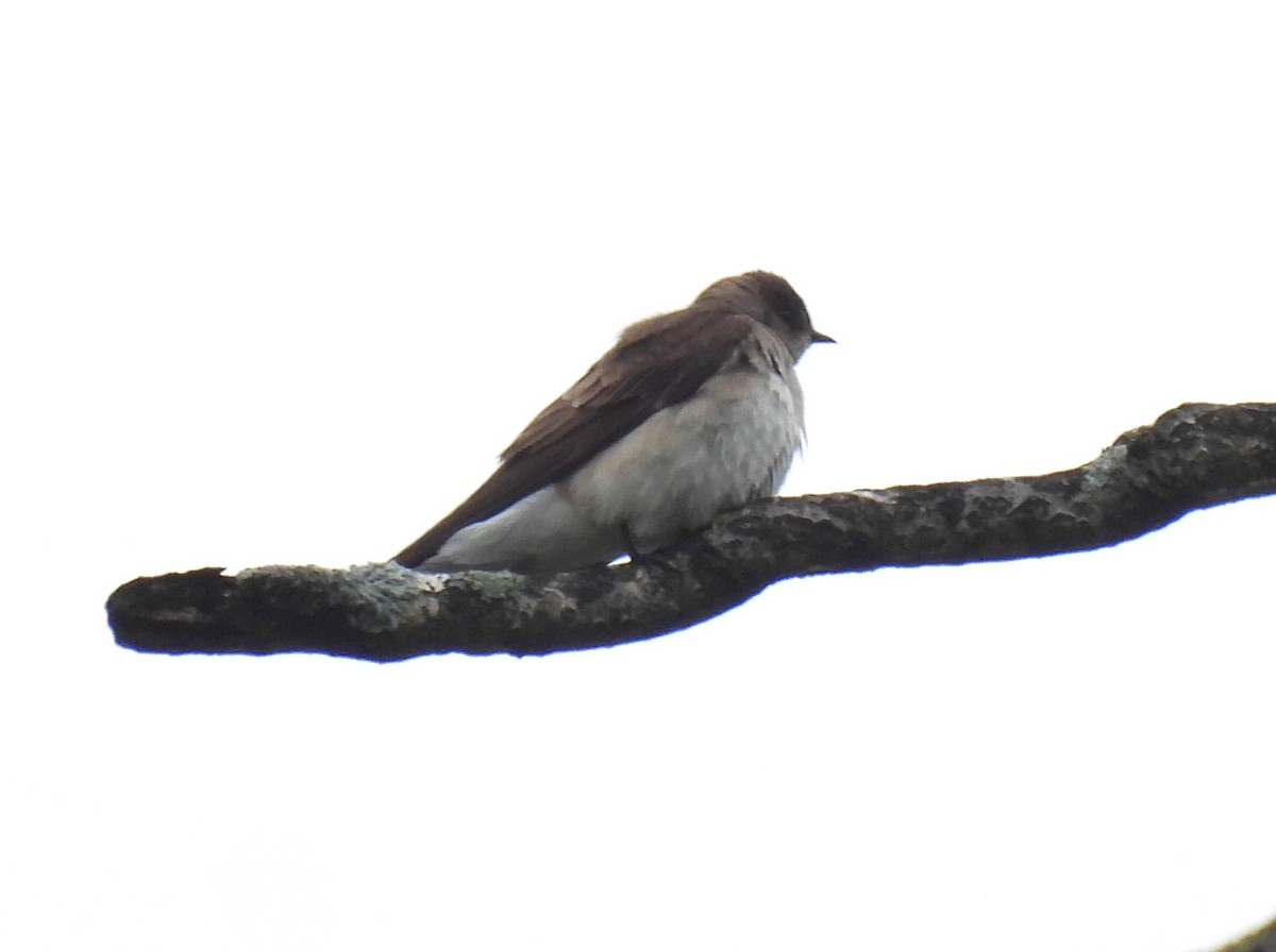 Northern Rough-winged Swallow - Jennifer Wilson-Pines