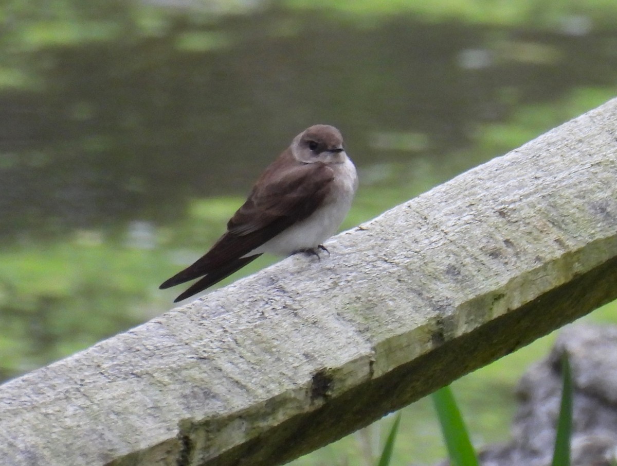 Northern Rough-winged Swallow - ML618246741