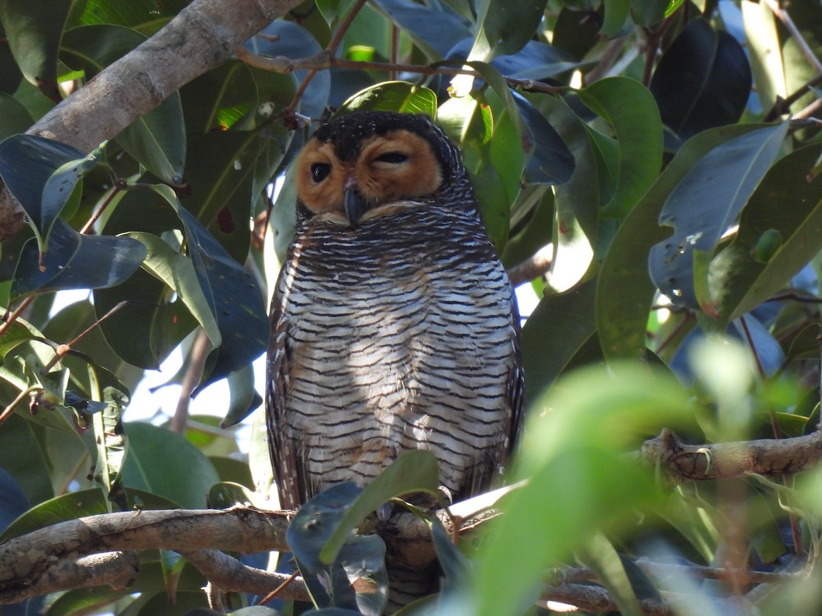 Spotted Wood-Owl - ML618246771