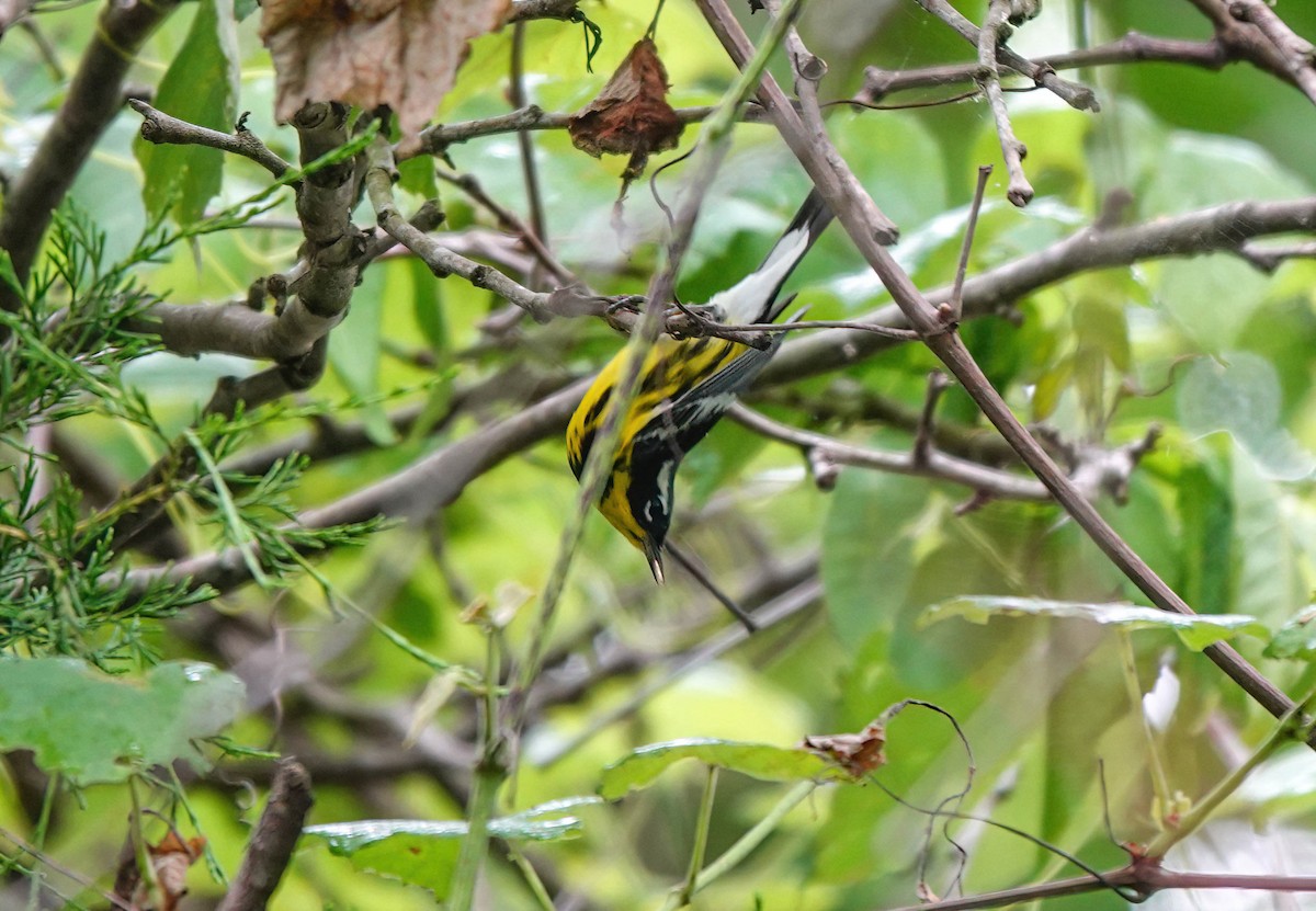 Magnolia Warbler - Pam Vercellone-Smith