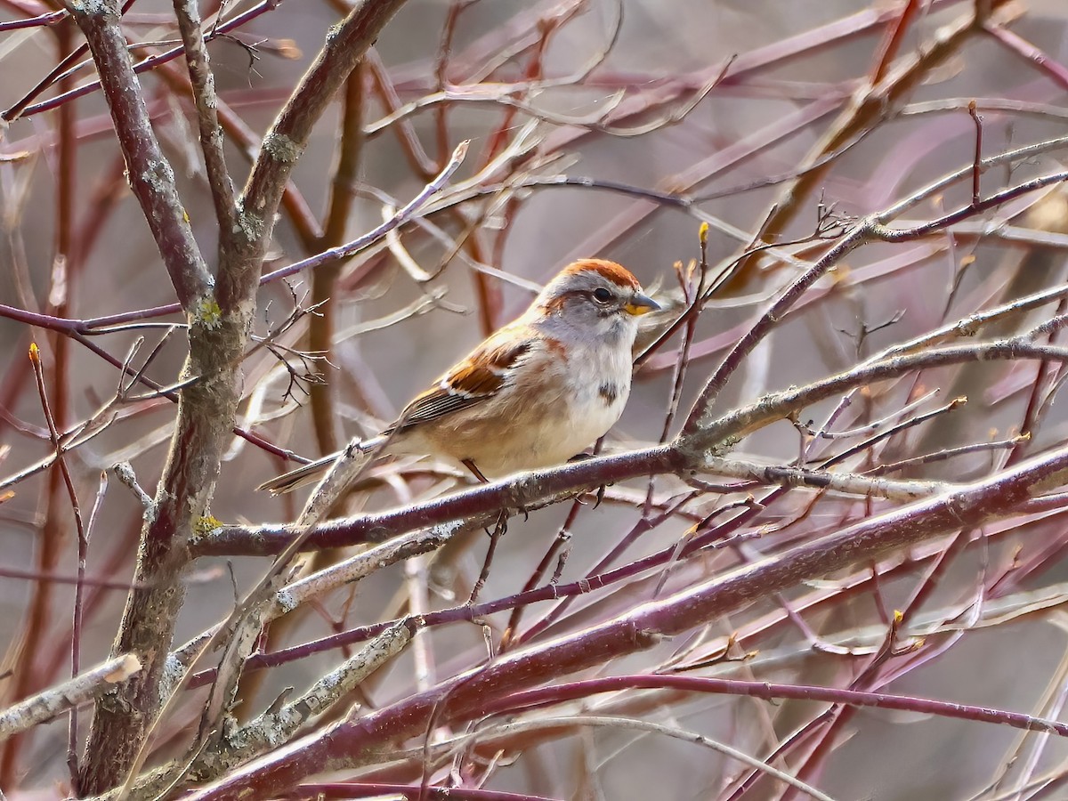 American Tree Sparrow - ML618246794