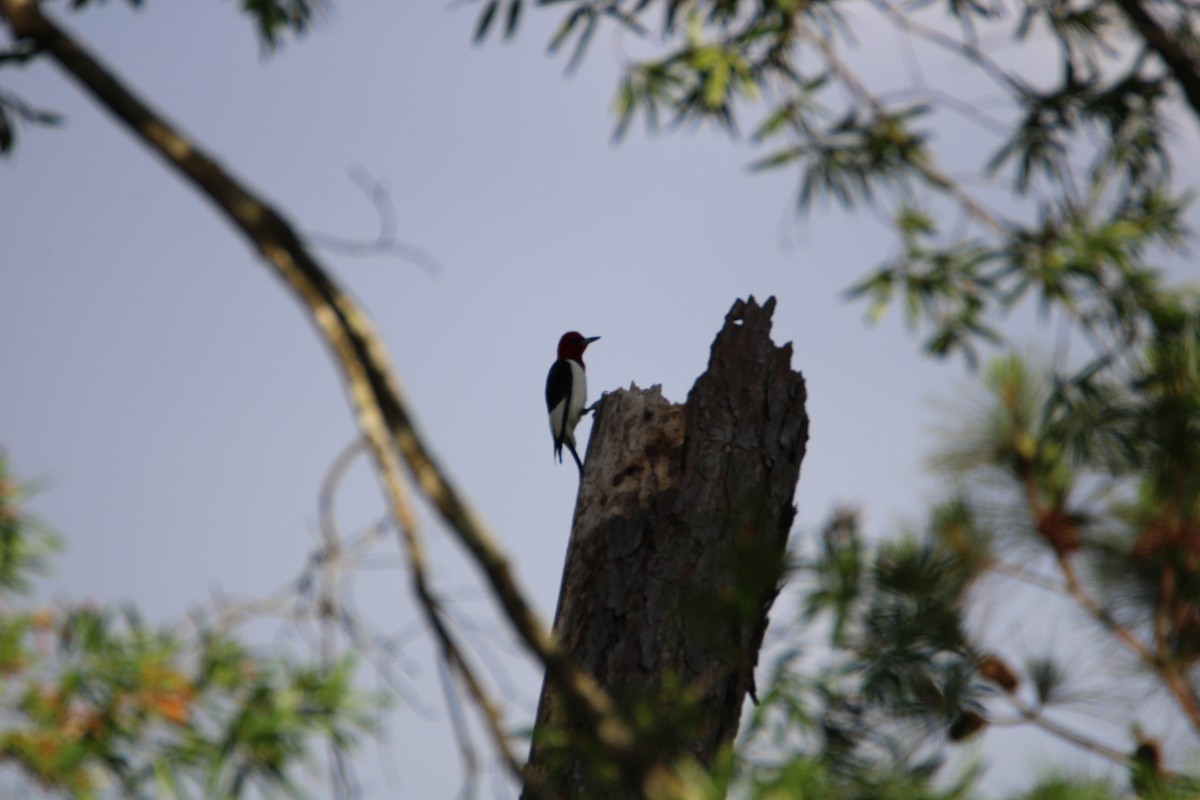 Red-headed Woodpecker - Ryan Giordanelli