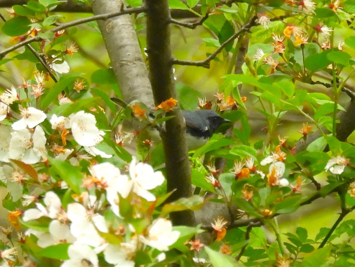 Black-throated Blue Warbler - Jennifer Wilson-Pines