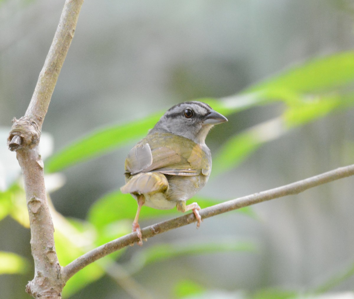 Green-backed Sparrow - Jeffry Morataya