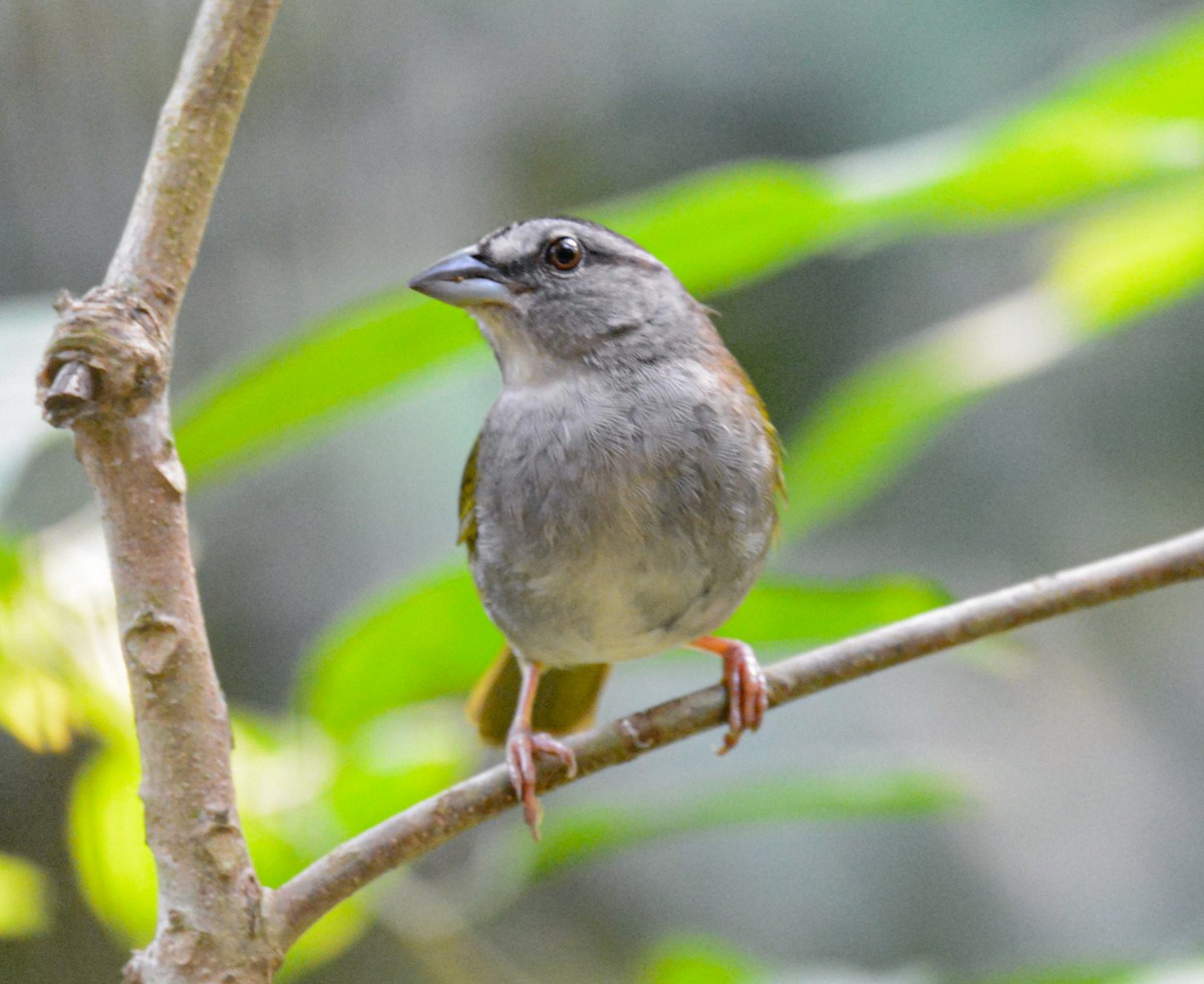 Green-backed Sparrow - ML618246850