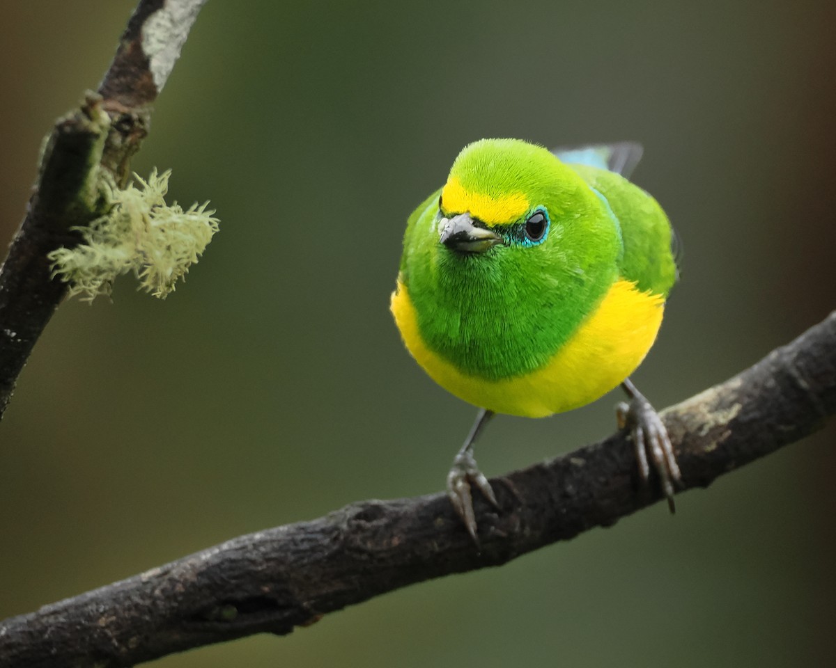 Blue-naped Chlorophonia - Russell Parsons