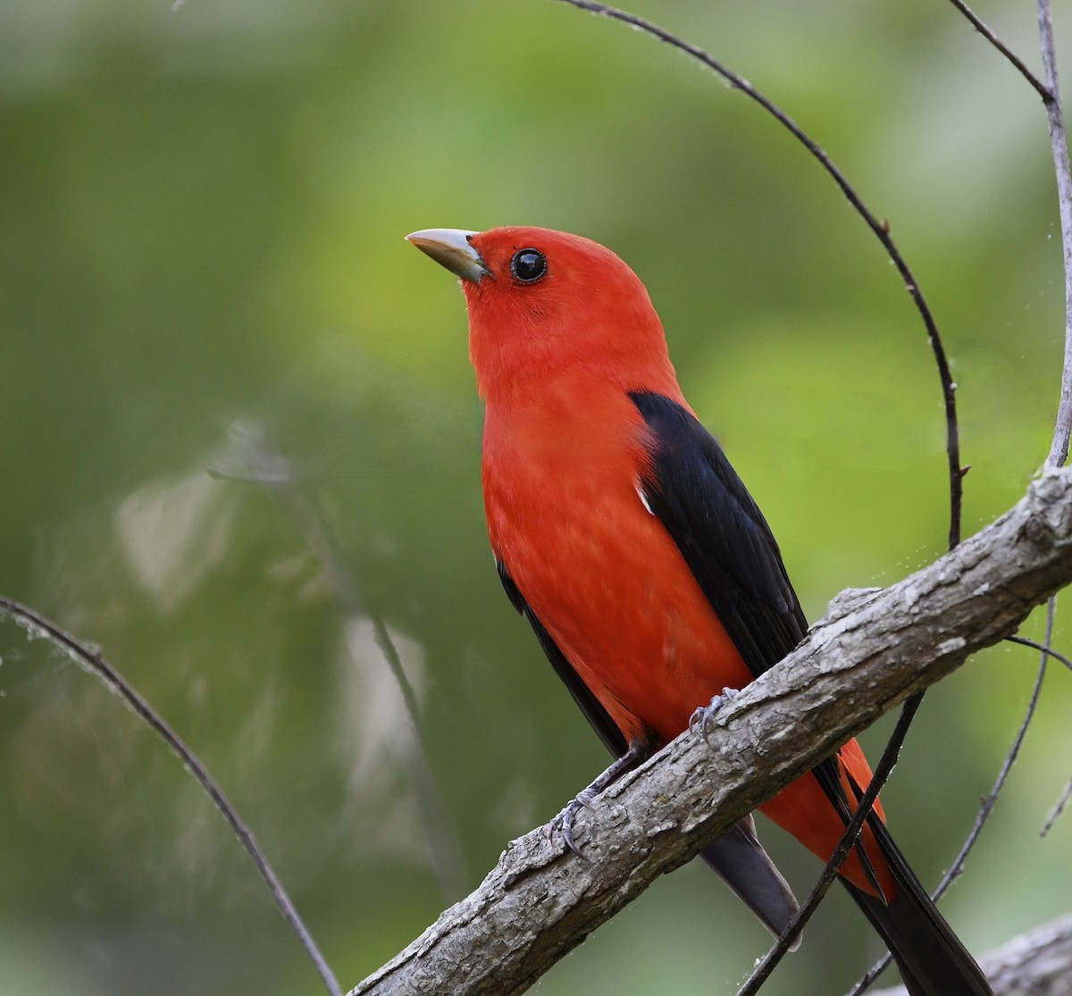 Scarlet Tanager - ML618246909