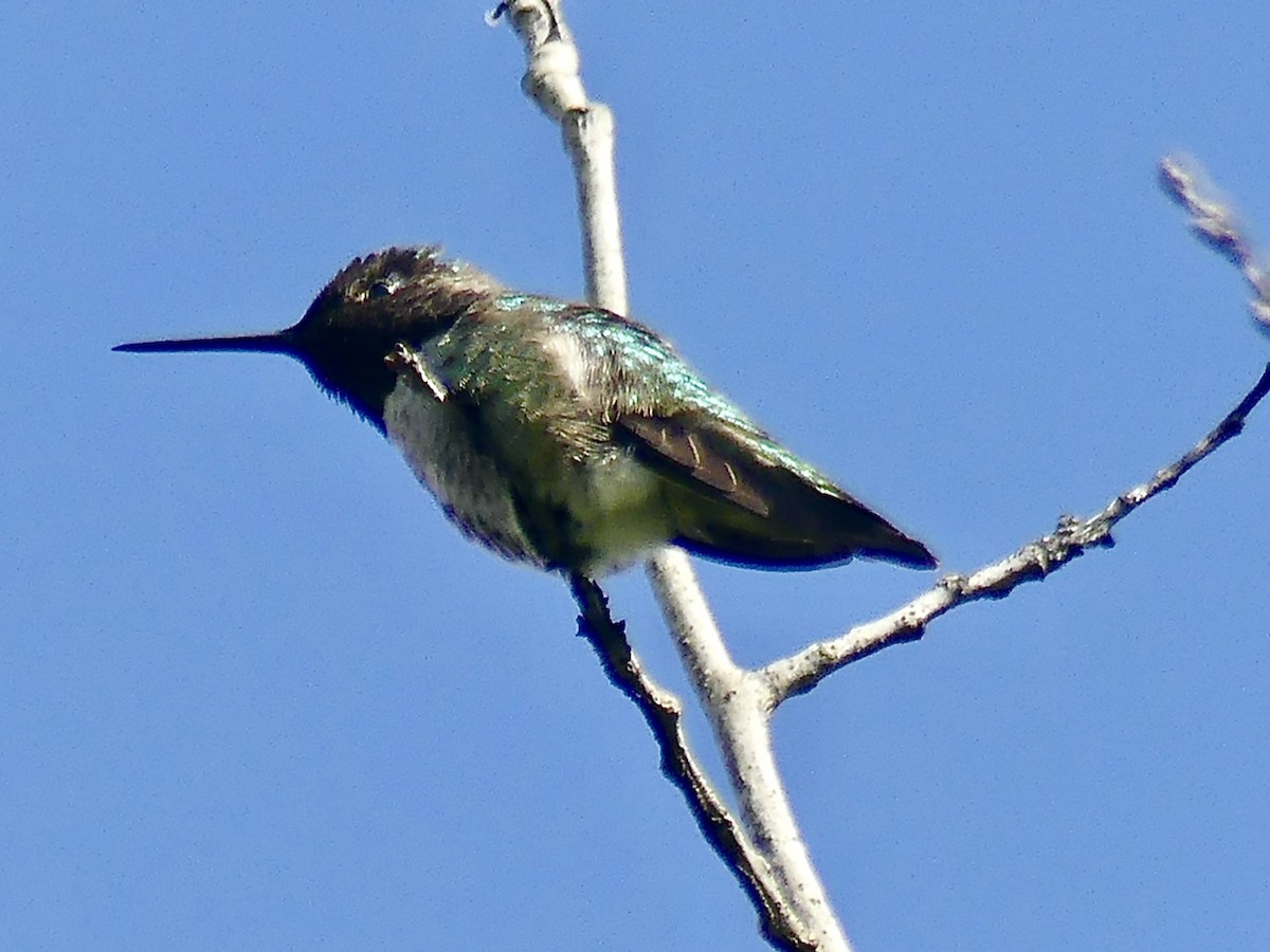 Anna's Hummingbird - ML618246910