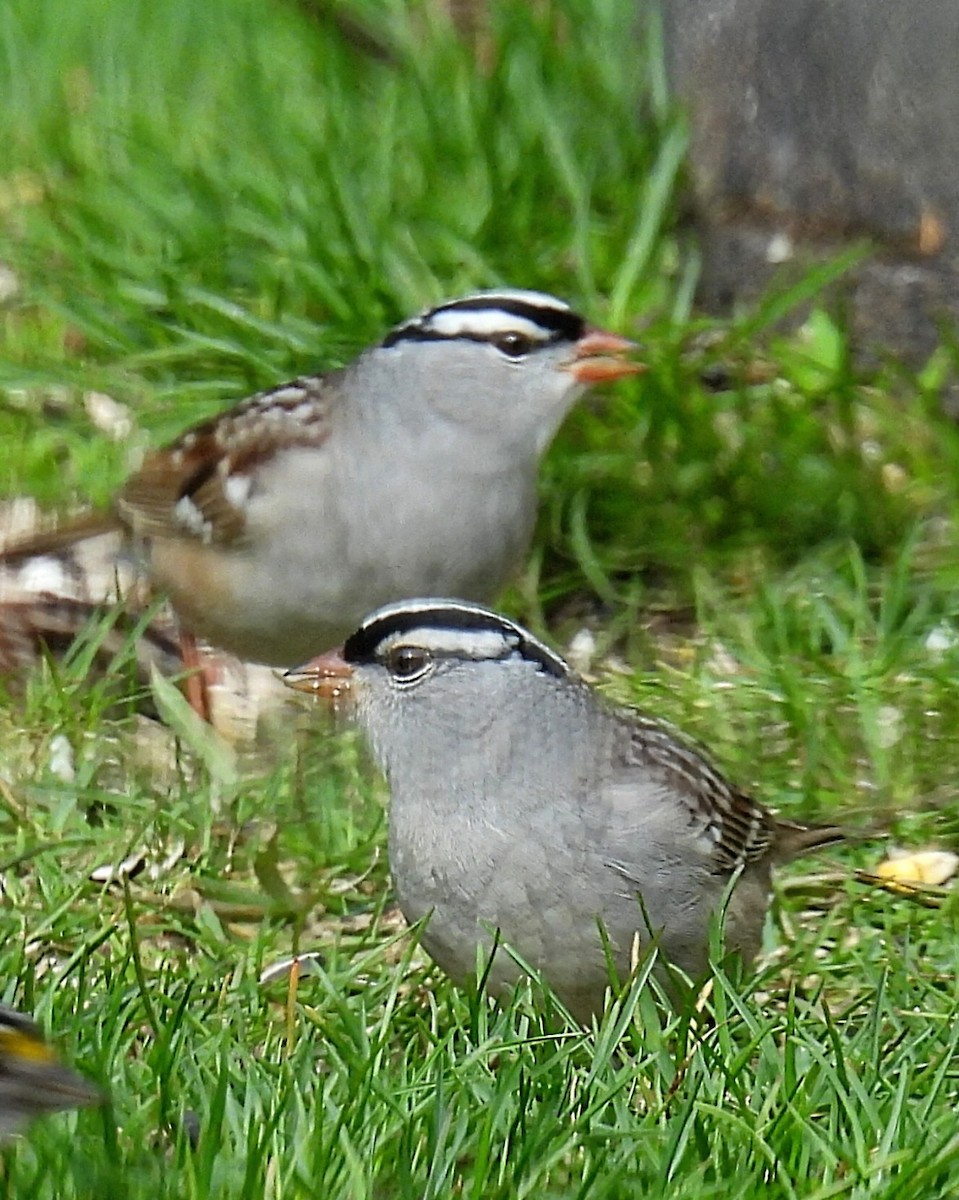 White-crowned Sparrow - ML618246915