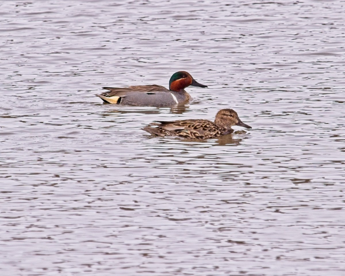 Green-winged Teal - ML618246920