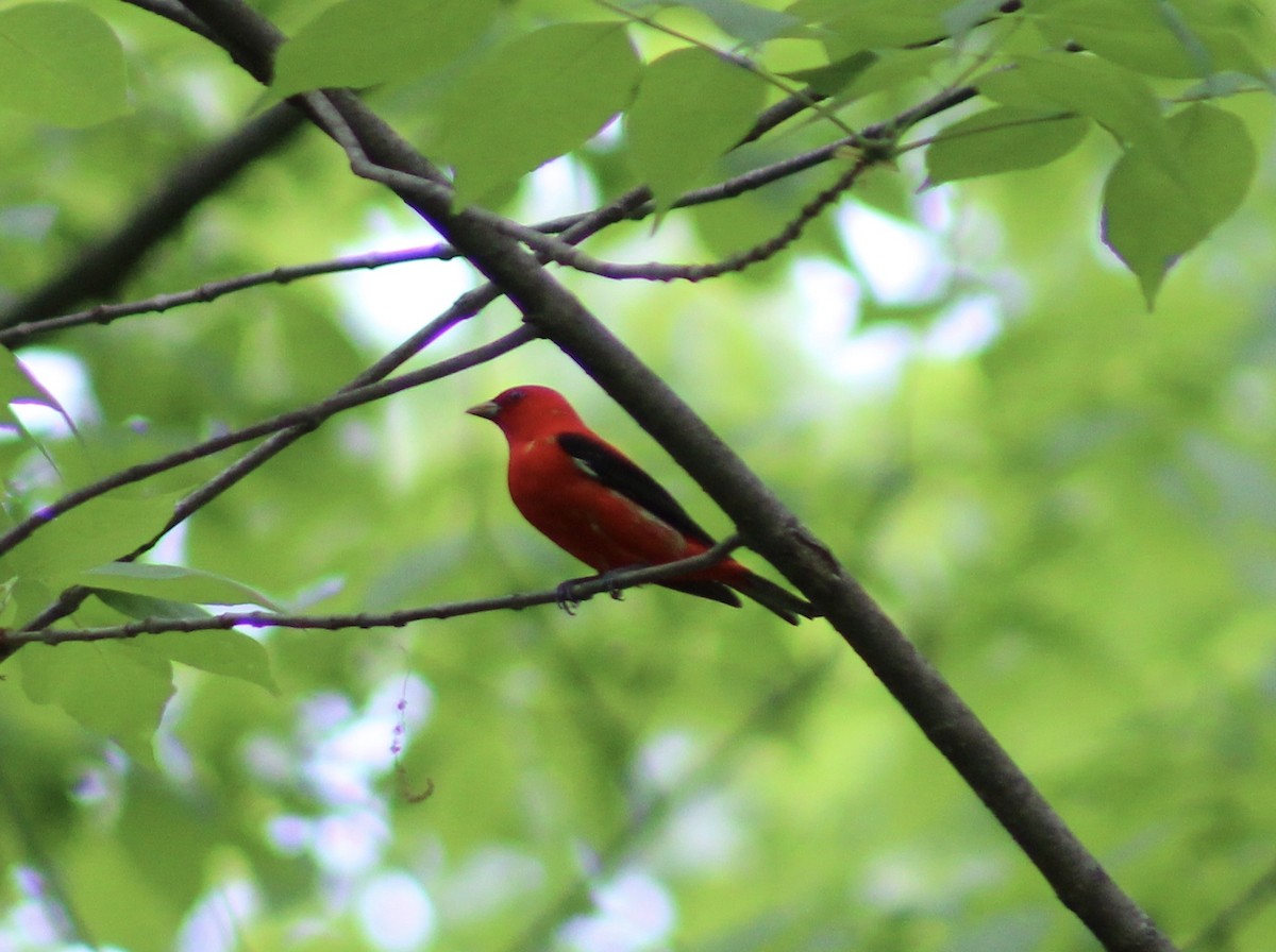 Scarlet Tanager - ML618246924