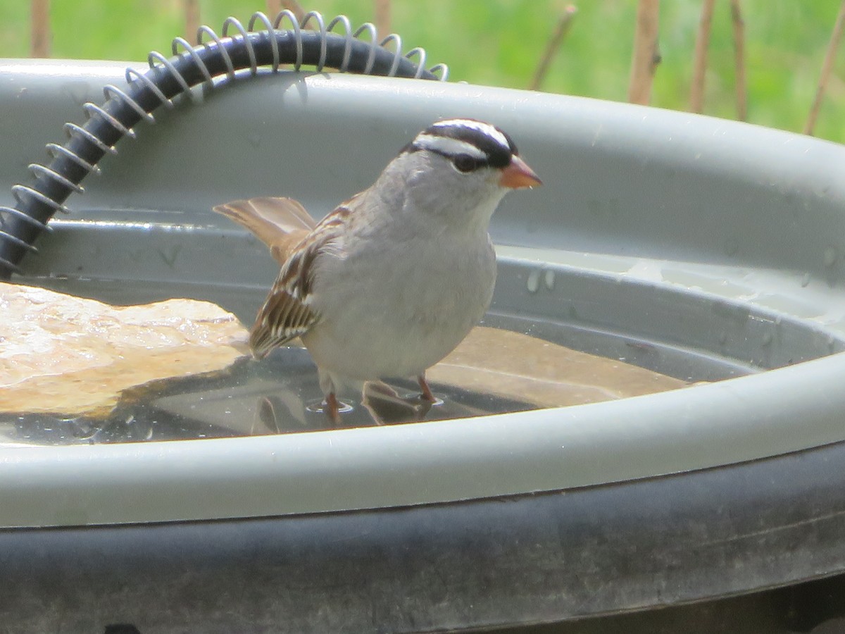 White-crowned Sparrow - ML618246989