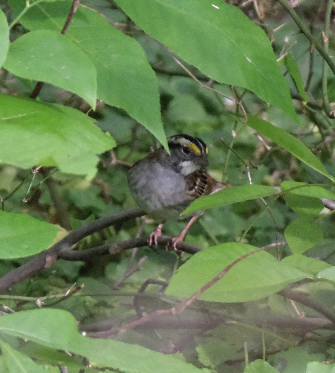 White-throated Sparrow - Emily Wiggans