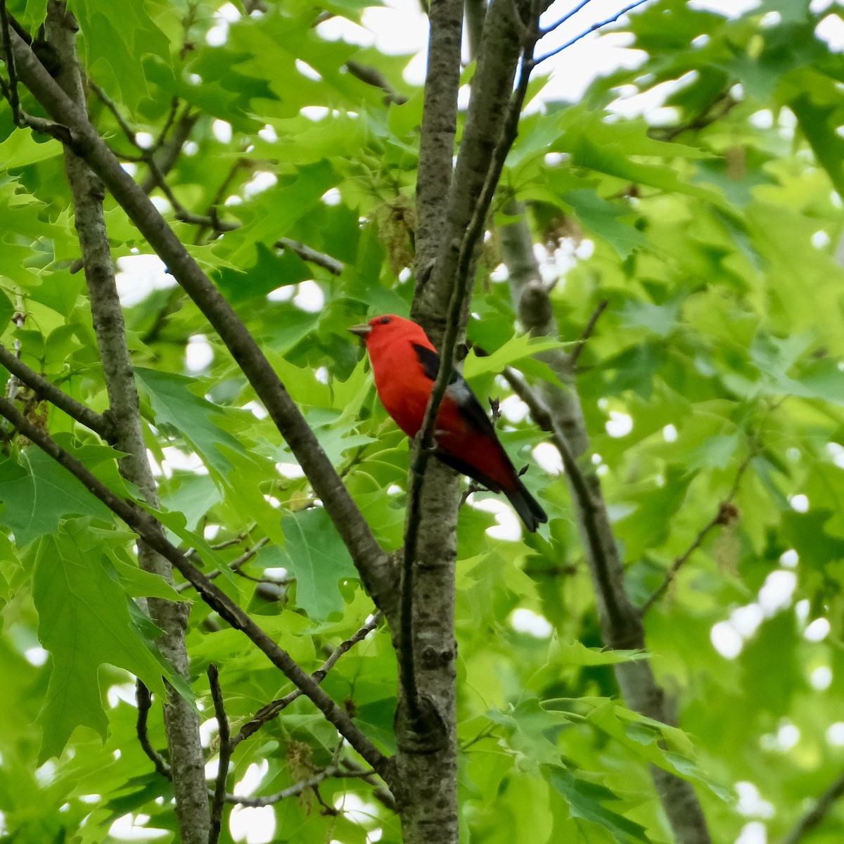 Scarlet Tanager - ML618247014