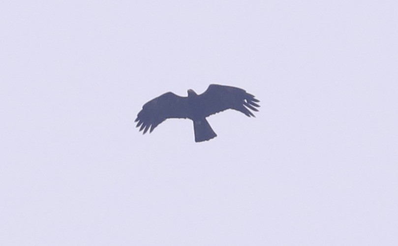 Black Eagle - Vignesh Menon