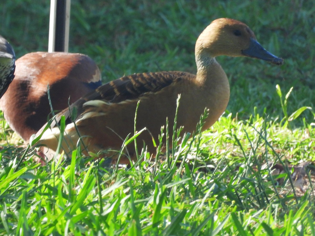 Fulvous Whistling-Duck - ML618247028