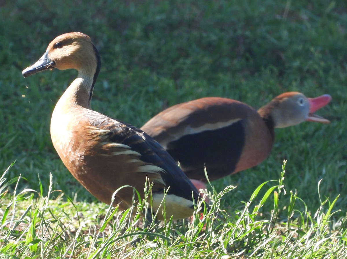 Fulvous Whistling-Duck - Eric Haskell