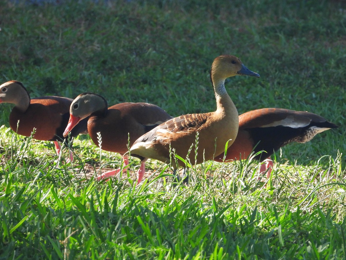 Fulvous Whistling-Duck - ML618247031