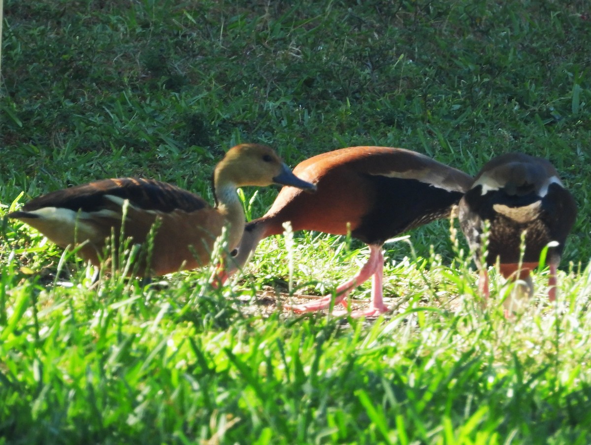 Fulvous Whistling-Duck - ML618247032