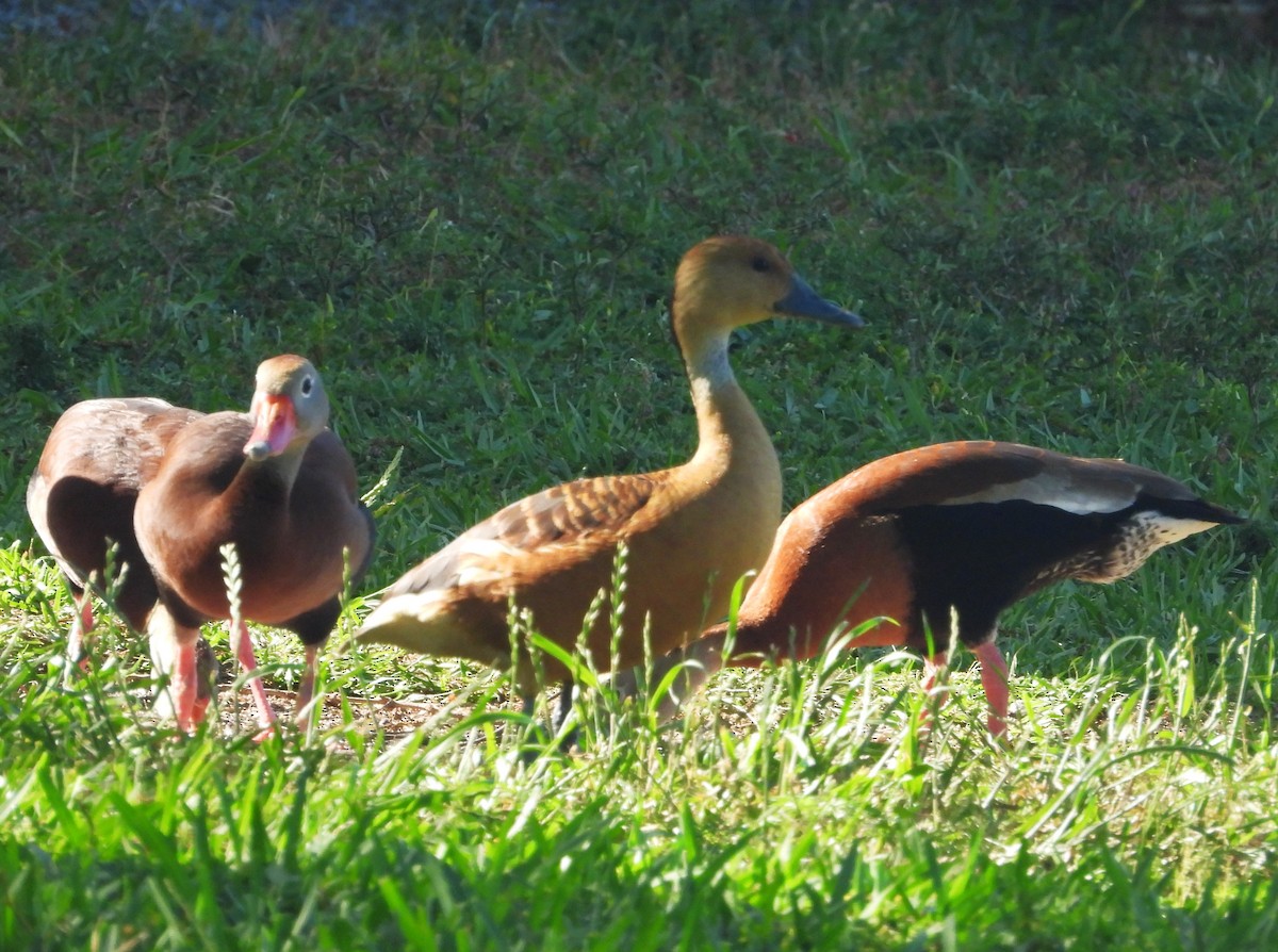 Fulvous Whistling-Duck - ML618247037