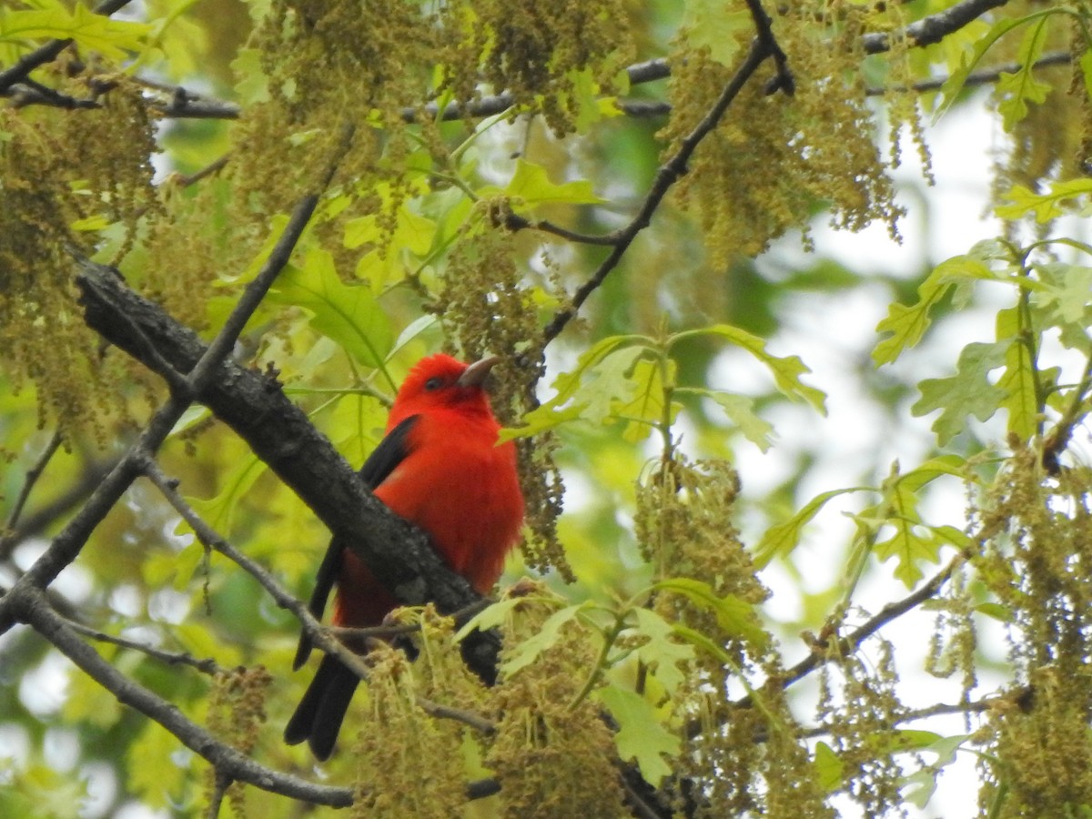 Scarlet Tanager - ML618247046