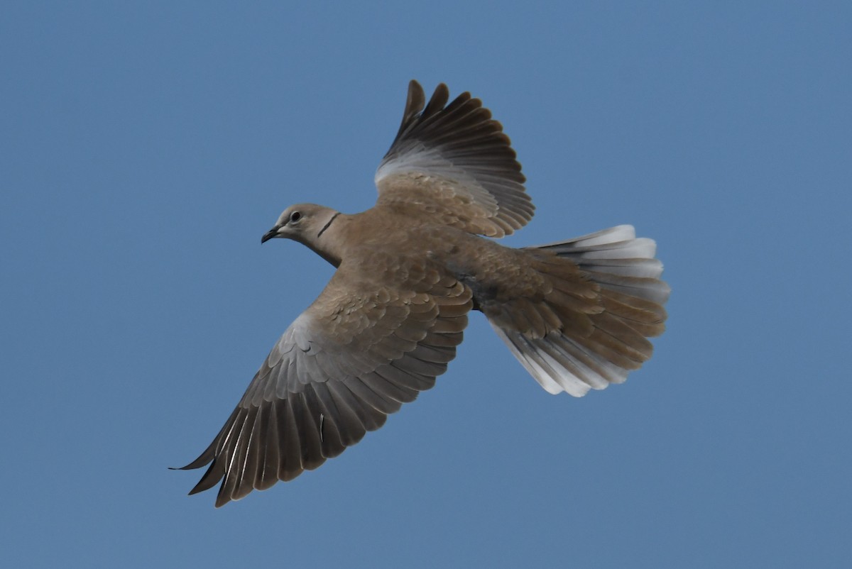 Eurasian Collared-Dove - ML618247077