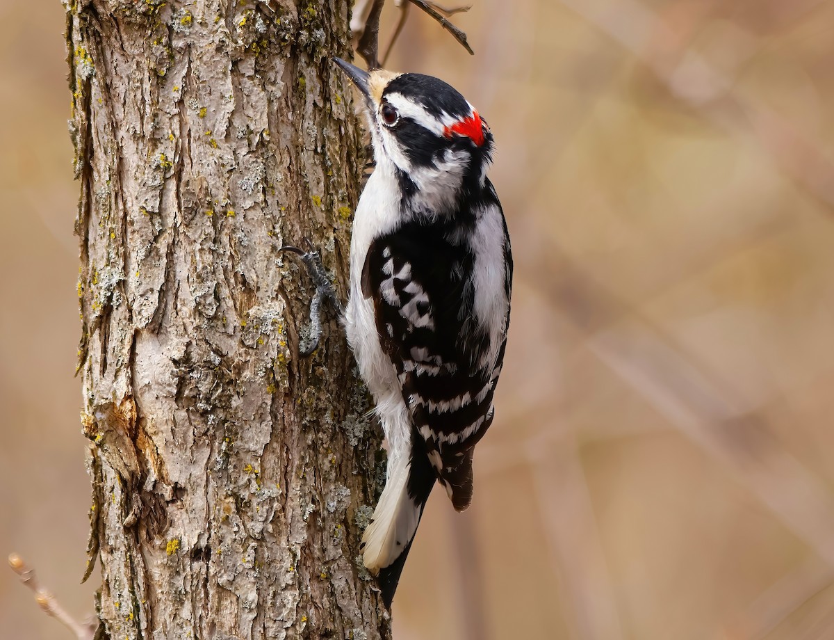Downy Woodpecker - ML618247095
