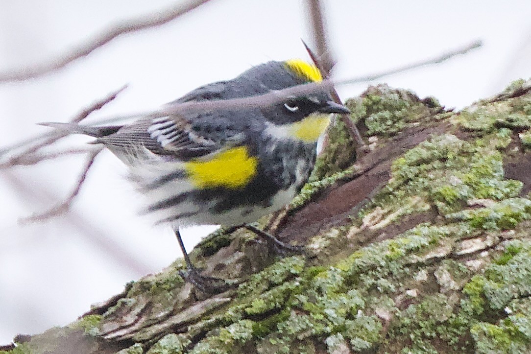 Yellow-rumped Warbler (Myrtle x Audubon's) - Karl Bardon