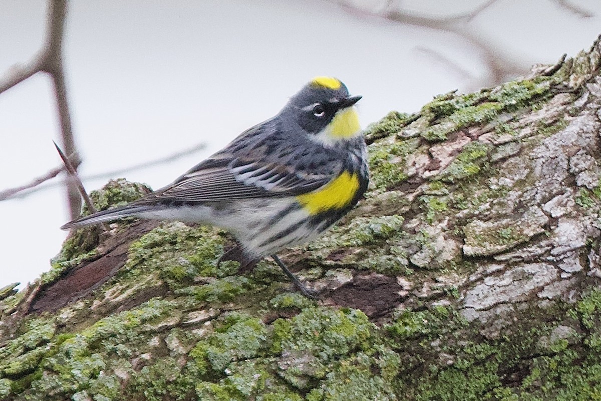 Yellow-rumped Warbler (Myrtle x Audubon's) - ML618247100
