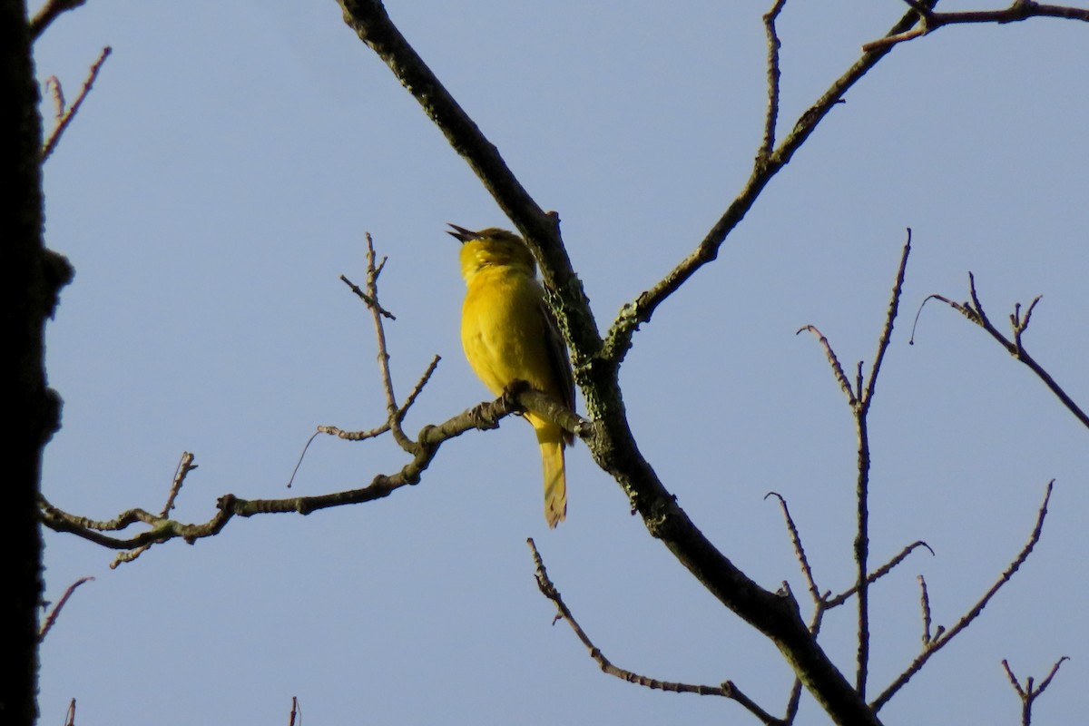 Orchard Oriole - ML618247101